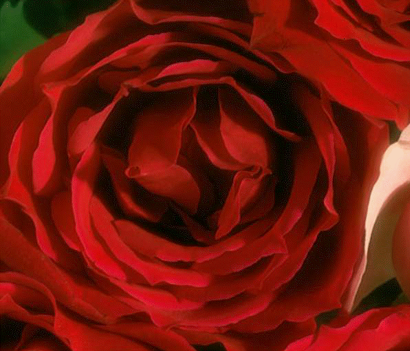 图像\ rose.gif